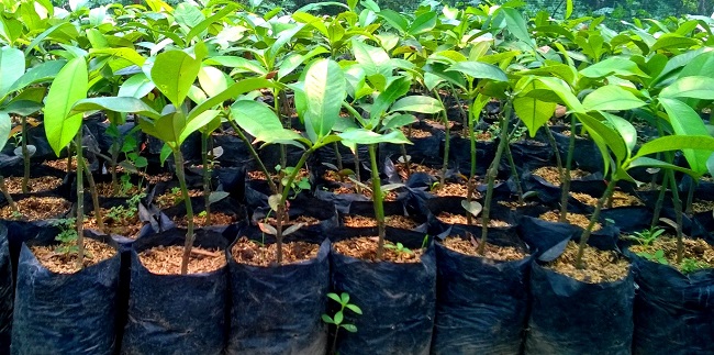 Jual Bibit Tanaman Solusi Tepat untuk Berkebun dan Menghijaukan Lingkungan